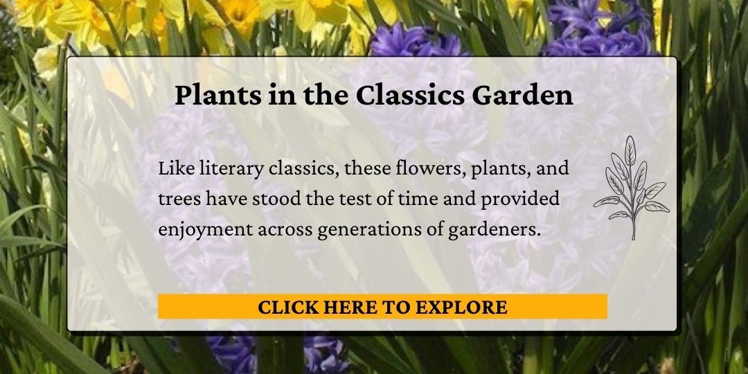 Click here to explore plants in the Classics Garden.