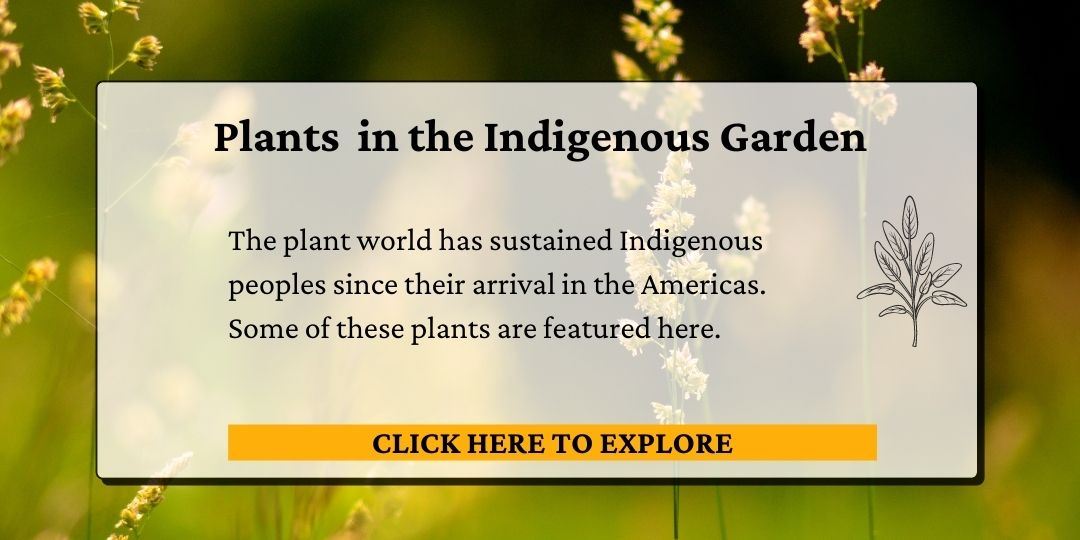 Click here to view plants in the Indigenous Garden