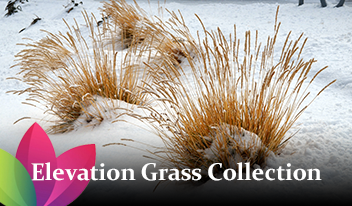 elevation grass collection